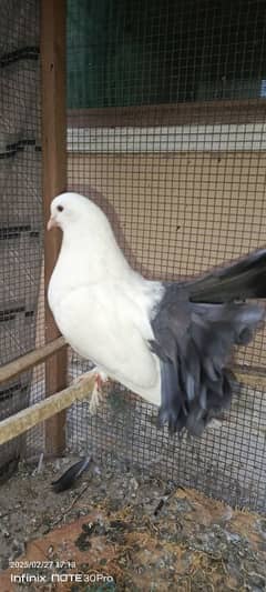 Black  Fantail (Male)