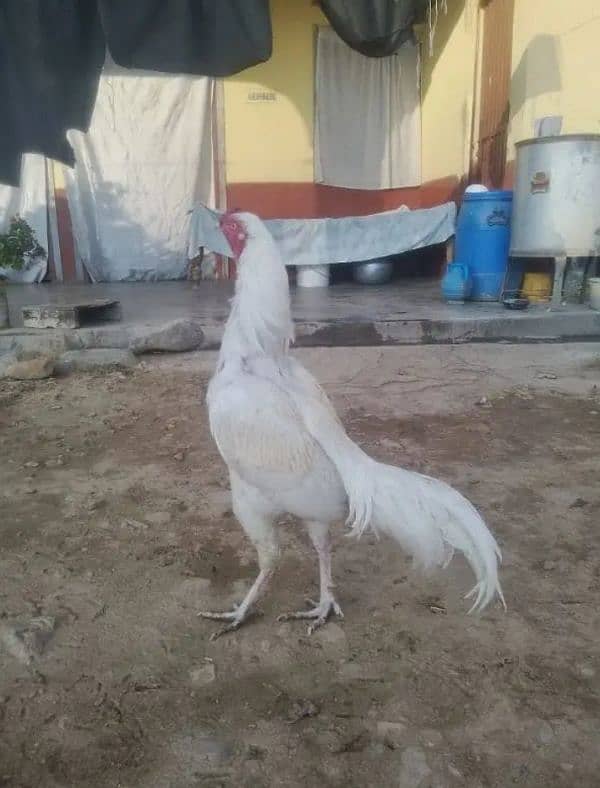 Heera male for sale 3