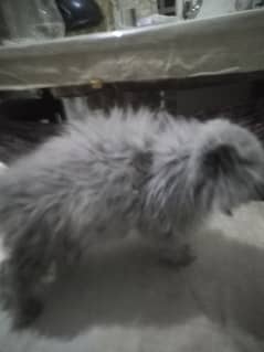 Grey persian kitten | Hazel Eyes | Tripple coated Kitten For Sale