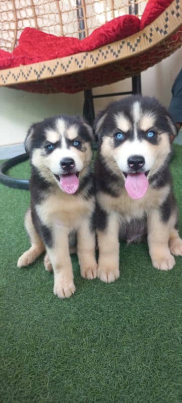 Siberian Husky Pair/ Blue Eyes /Wooly Coat 5