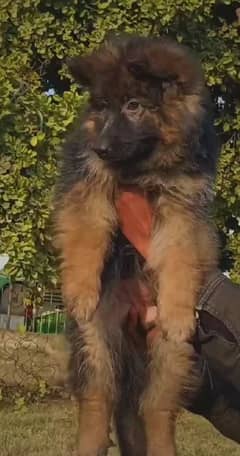 German Shepherd puppies 03251665241