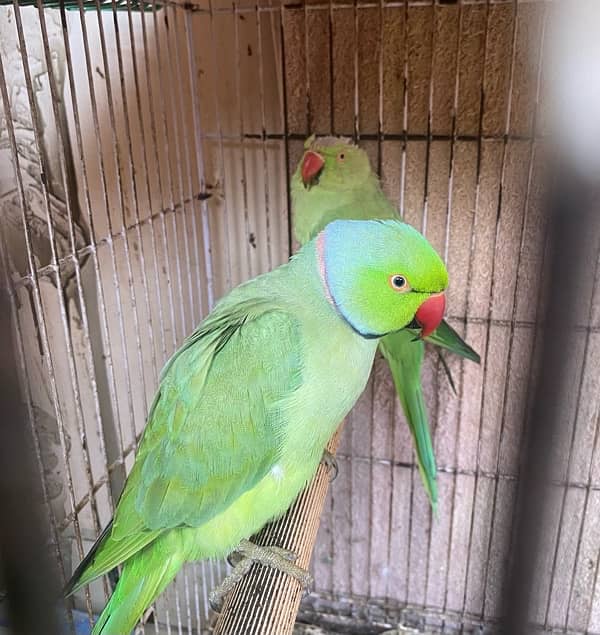 green ringneck pair 0