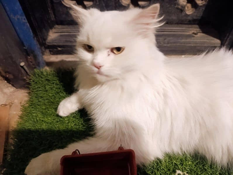 Purebred Persian Cat 3