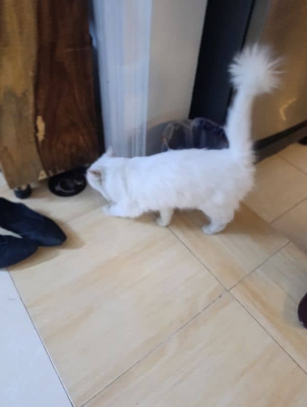 Purebred Persian Cat 5