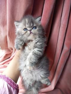 peki bloodline female kitten