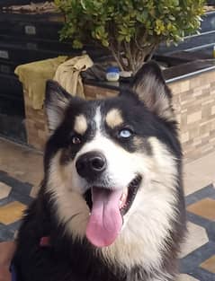 Siberian Husky Breeding Pair. Blue Eyes. Wooly Coat. Heavy Structure