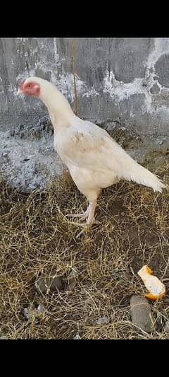 Pure Aseel Mianwali White Murgi