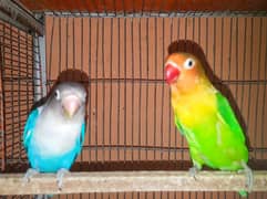 Blue fisher breeder pair