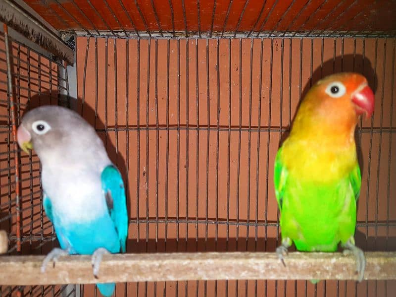 Blue fisher breeder pair 2