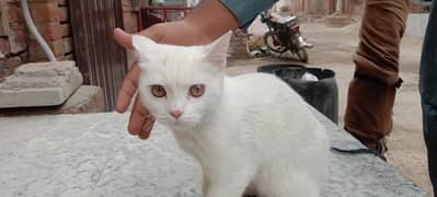 Single Coated Persian Cat