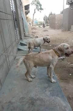 Labrador pair female on heat