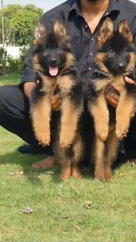 German shepherd puppies Double Coat Whatsapp 03221185228 0