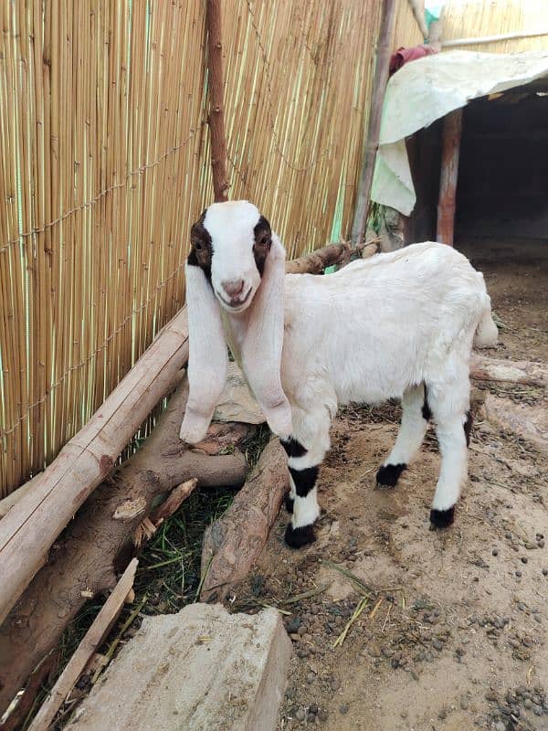 bakri wit female kid 1