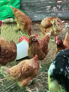 lohmann brown hens