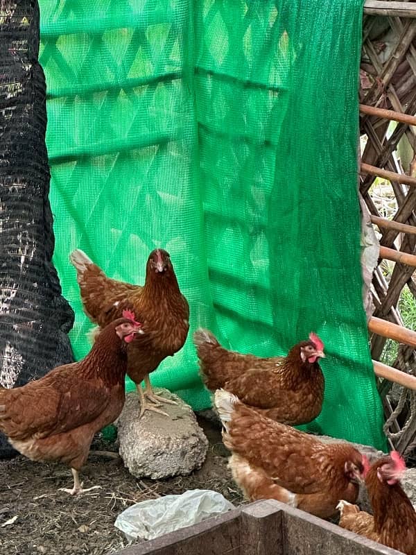 lohmann brown hens 1