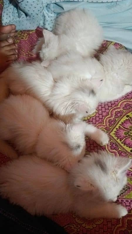 Persian Male and Female Kitten's 0