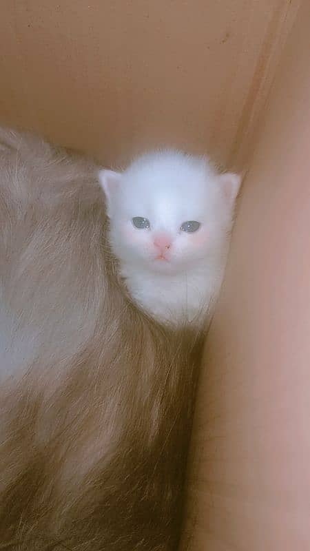 Persian Male and Female Kitten's 1