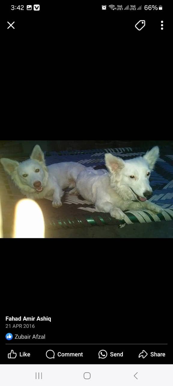 Russian Dogs Urgent sale 3