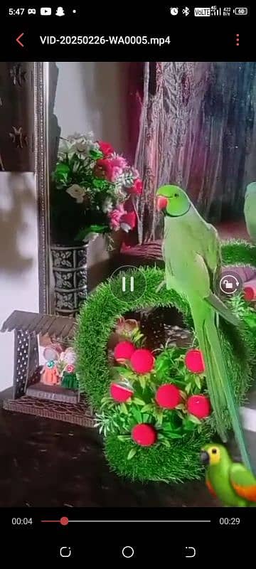 parrot 1