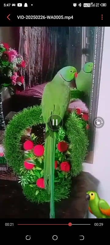 parrot 3