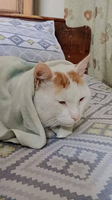 Turkish van/tebby mix breed 1