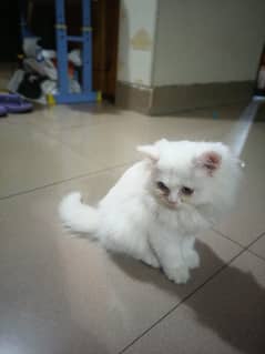 Persian cat kitten