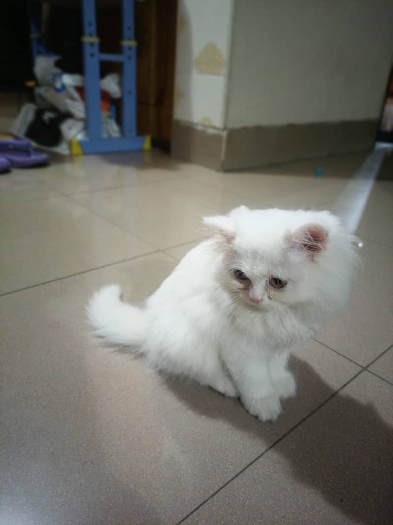 Persian cat kitten 0