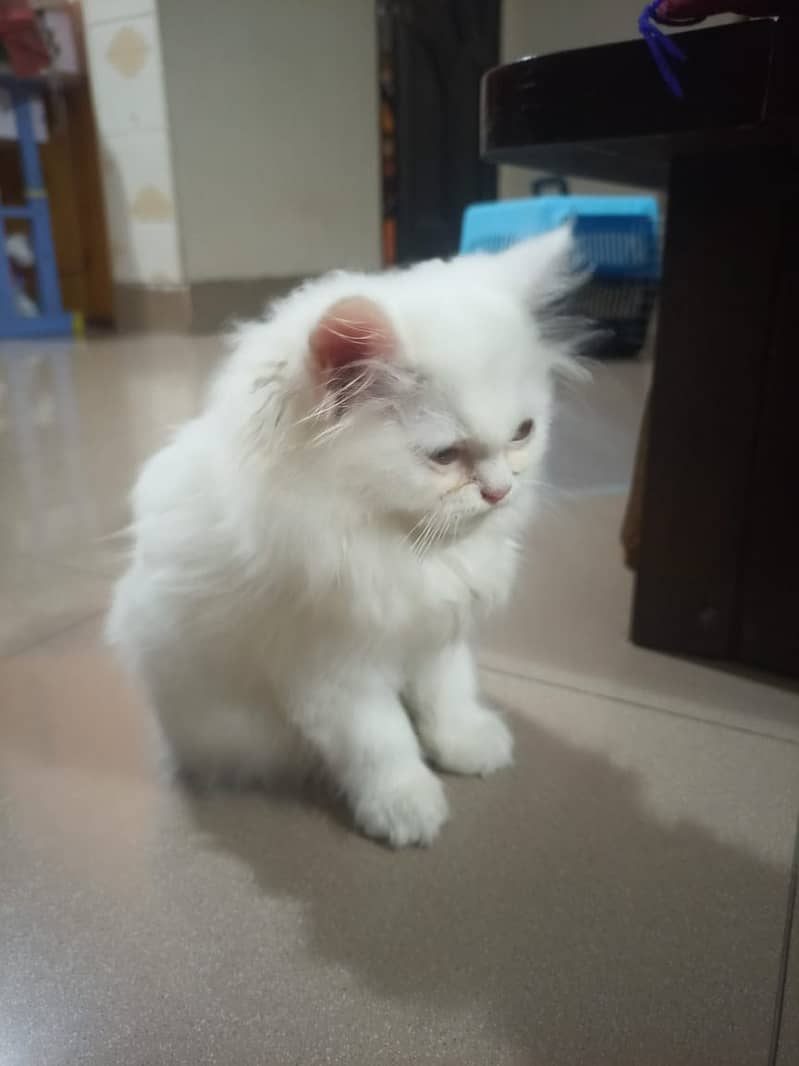 Persian cat kitten 1