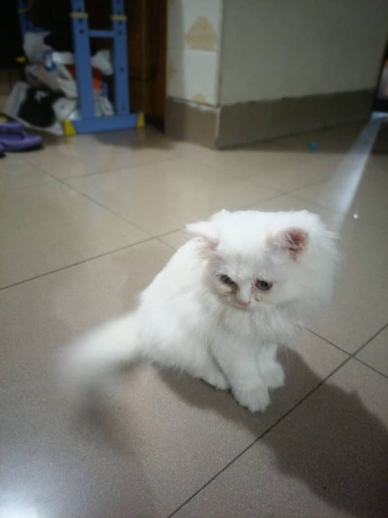 Persian cat kitten 2