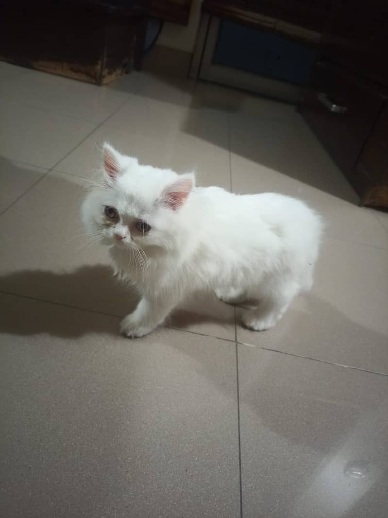 Persian cat kitten 3