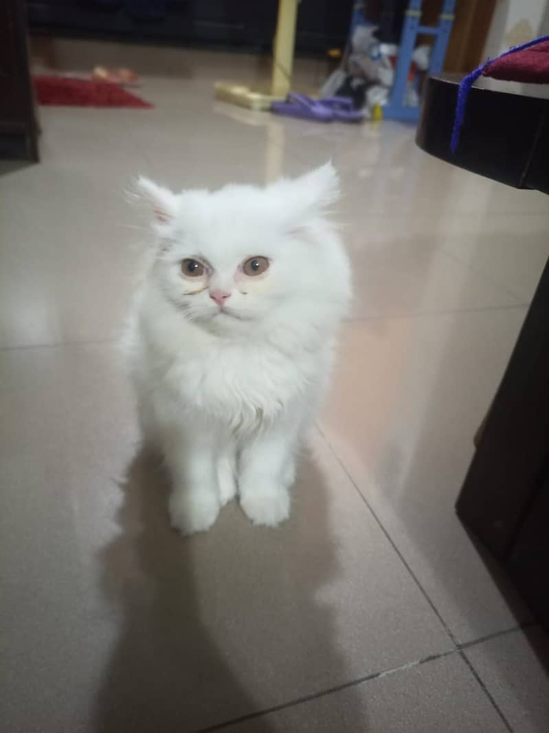 Persian cat kitten 4