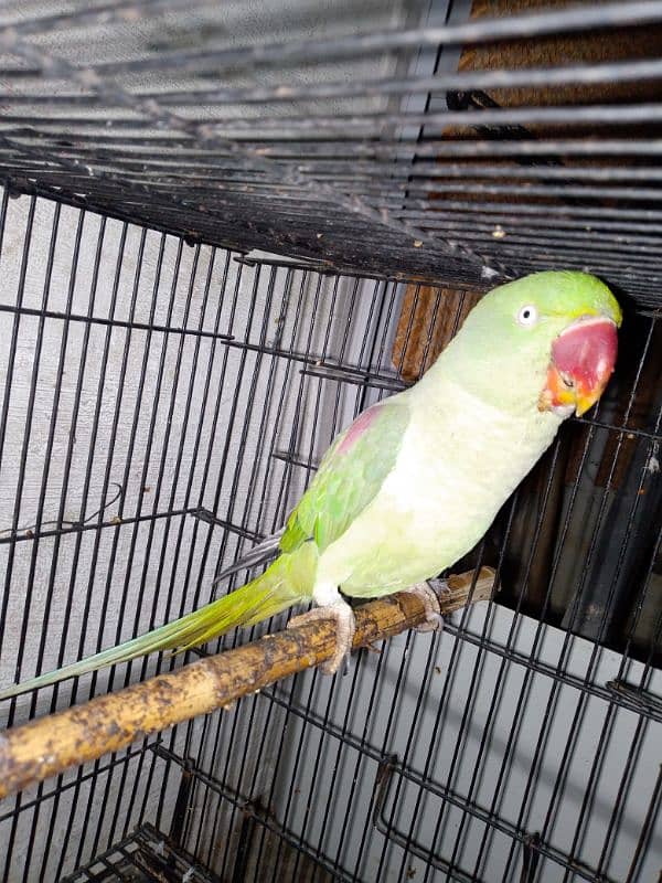 Raw female parrot 0