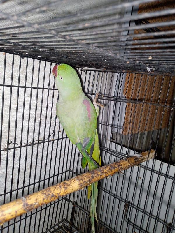 Raw female parrot 1