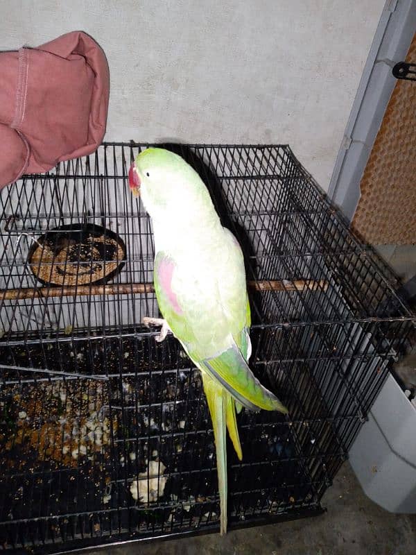 Raw female parrot 2