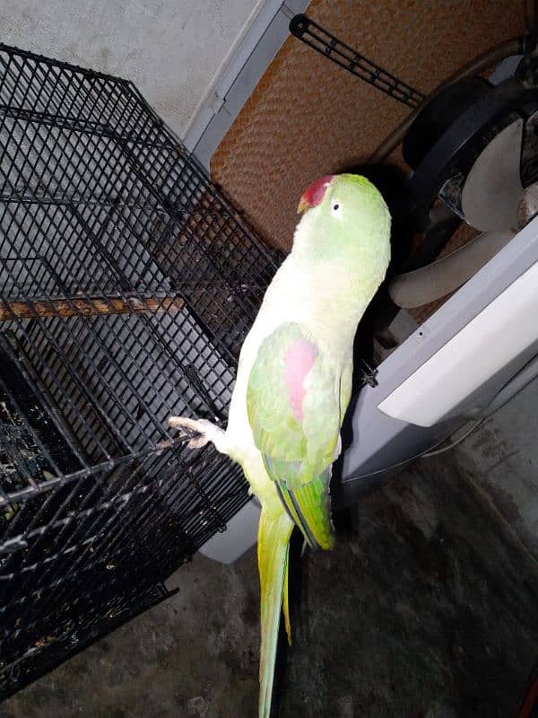 Raw female parrot 3