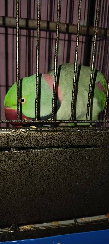 friendly raw parrot 0