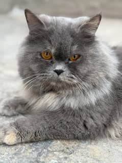 Persian cat