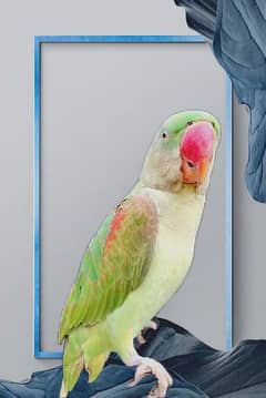 Kashmiri Raw Parrot