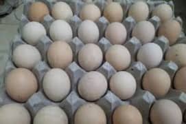 Desi fertile eggs 40Rupees