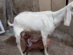 Bakri