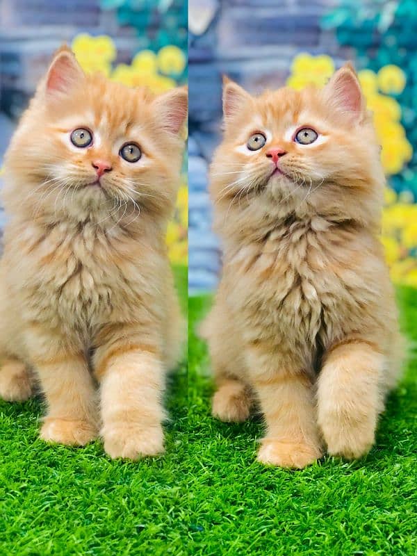 Persian triple coated punch face kittens and adult cat 3