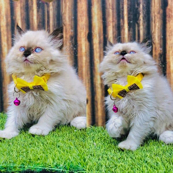 Persian triple coated punch face kittens and adult cat 11