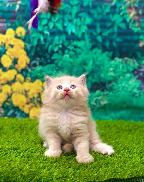 Persian triple coated punch face kittens and adult cat 8