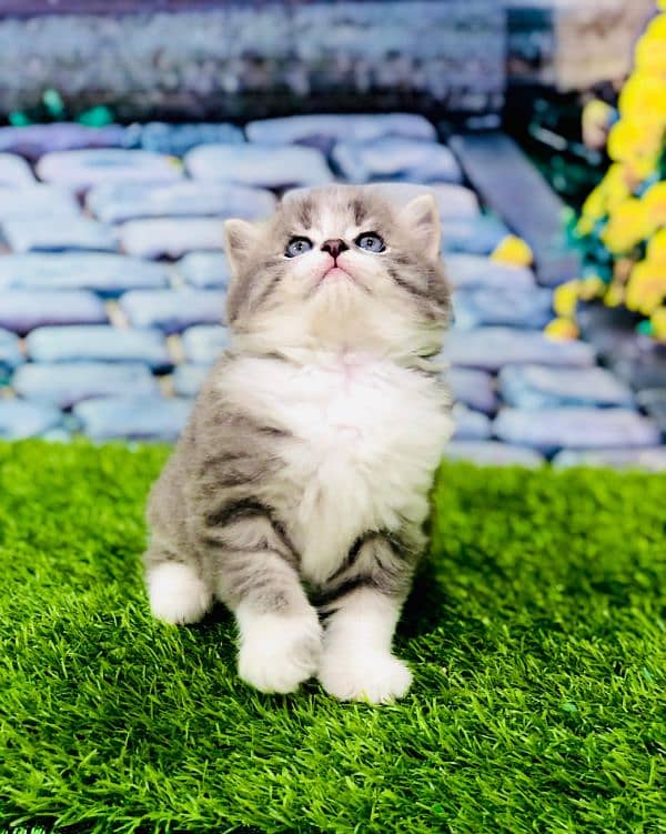 Persian triple coated punch face kittens and adult cat 1