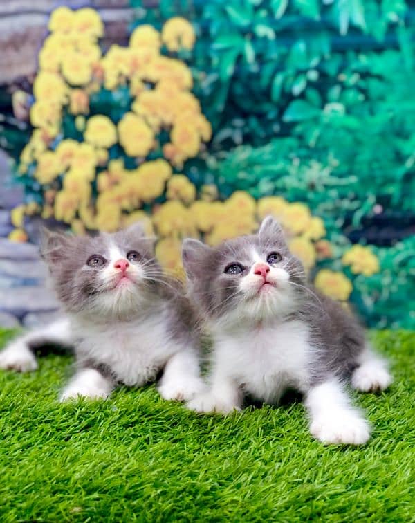 Persian triple coated punch face kittens and adult cat 12