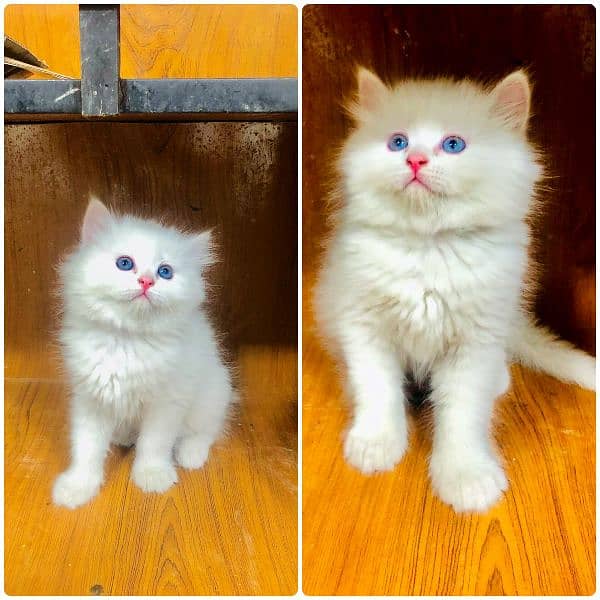 Persian triple coated punch face kittens and adult cat 14