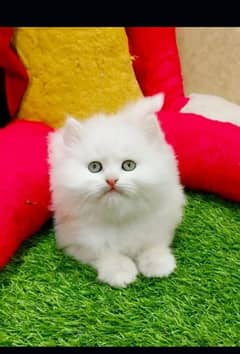 Persian triple coated punch face kittens and adult cat