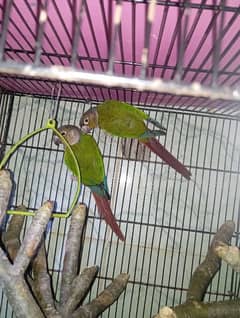 green cheek conure breed pair