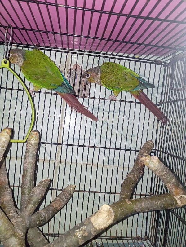 green cheek conure breed pair 1