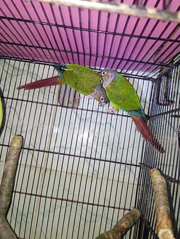 green cheek conure breed pair 2